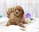 Small Photo #4 Poodle (Miniature) Puppy For Sale in SHILOH, OH, USA