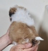 Small Photo #4 Zuchon Puppy For Sale in WARSAW, IN, USA