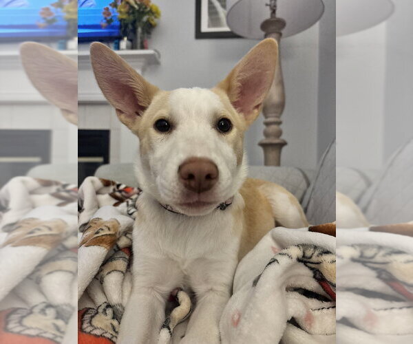 Medium Photo #8 Basenji-Labrador Retriever Mix Puppy For Sale in Brewster, NY, USA