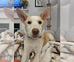 Small #7 Basenji-Labrador Retriever Mix