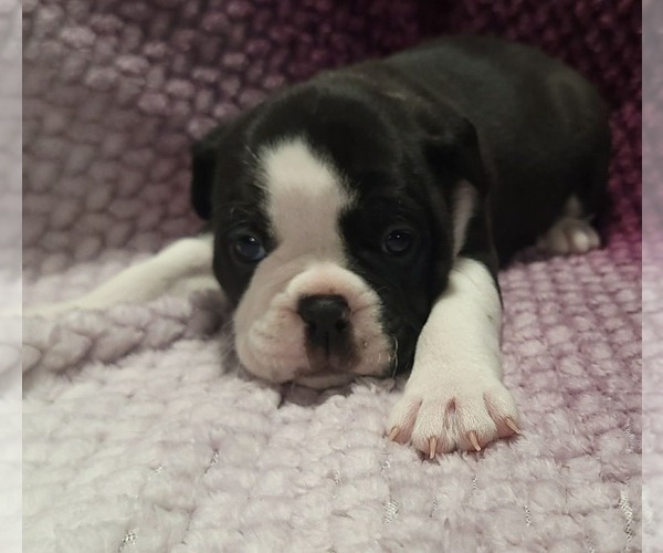 Medium Photo #2 Olde English Bulldogge Puppy For Sale in ATHOL, ID, USA