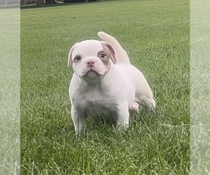 American Bully Puppy for sale in BENSENVILLE, IL, USA
