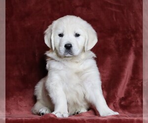 English Cream Golden Retriever Puppy for sale in FREDERICKSBG, OH, USA