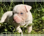 Small #1 American Bully