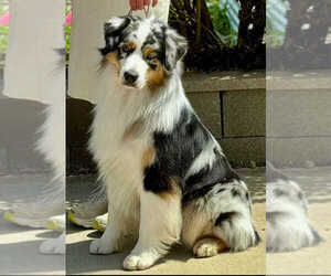 Father of the Australian Shepherd puppies born on 11/04/2025