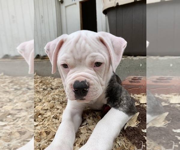 Medium Photo #28 American Bulldog Puppy For Sale in WALTERBORO, SC, USA