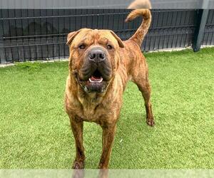Chinese Shar-Pei-Unknown Mix Dogs for adoption in Orange, CA, USA