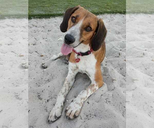 Medium Photo #12 Beagle-Unknown Mix Puppy For Sale in Dunnellon, FL, USA