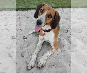 Finn IV - Male Beagle-Unknown Mix Dog for Adoption - Photo #12