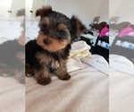 Small Photo #6 Yorkshire Terrier Puppy For Sale in ODESSA, TX, USA