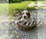 Puppy Stacy Brittany