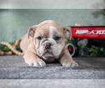 Puppy Travis Victorian Bulldog