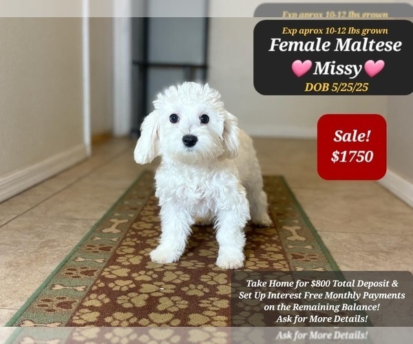 Medium Photo #1 Maltese Puppy For Sale in TUCSON, AZ, USA