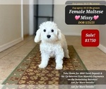 Image preview for Ad Listing. Nickname: Missy