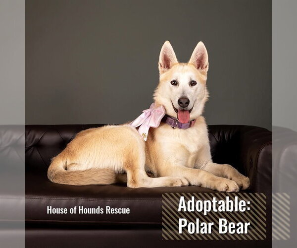 Medium Photo #3  Puppy For Sale in , 