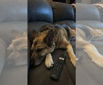Small #13 German Shepherd Dog