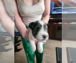 Puppy Red Boy Schnauzer (Miniature)