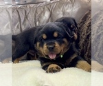 Small #27 Rottweiler