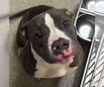 Small #3 American Pit Bull Terrier Mix