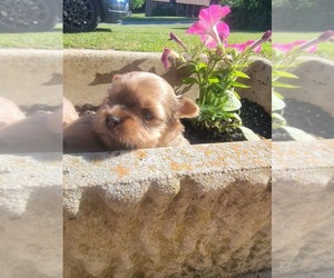 Yorkshire Terrier Puppy for sale in JOHNSON CITY, TN, USA