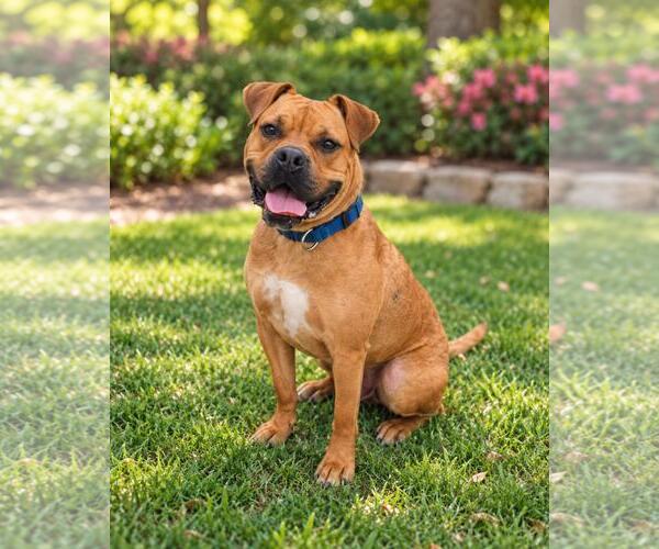 Medium Photo #1 Bull-Boxer Puppy For Sale in Rockwall, TX, USA