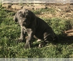 Small Photo #11 Neapolitan Mastiff Puppy For Sale in BRISTOW, VA, USA