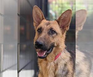 German Shepherd Dog Dogs for adoption in Sacramento, CA, USA