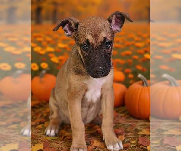 Medium Photo #2 American Pit Bull Terrier-Unknown Mix Puppy For Sale in Talladega, AL, USA