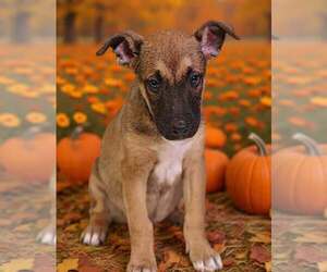 Sylvie 26/794 - Female American Pit Bull Terrier-Unknown Mix Dog for Adoption - Photo #2