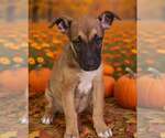 Small Photo #2 American Pit Bull Terrier-Unknown Mix Puppy For Sale in Talladega, AL, USA