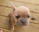Small Photo #6 French Bulldog Puppy For Sale in HOFFMAN ESTATES, IL, USA