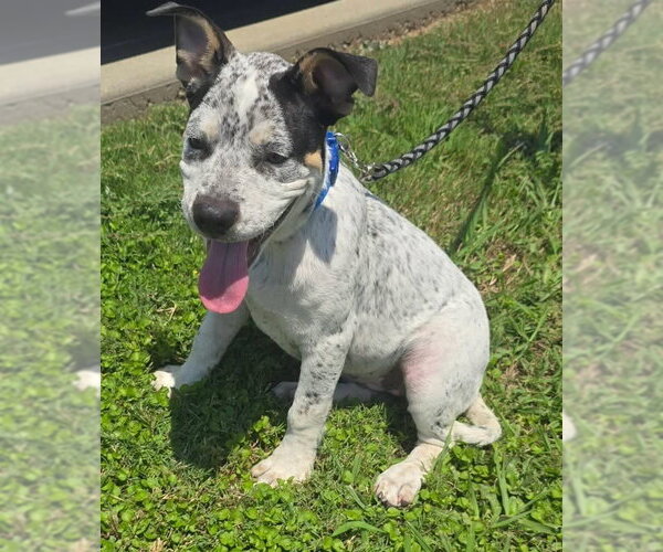 Medium Photo #3 Mutt Puppy For Sale in Alexander, AR, USA
