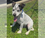 Small #2 Mutt