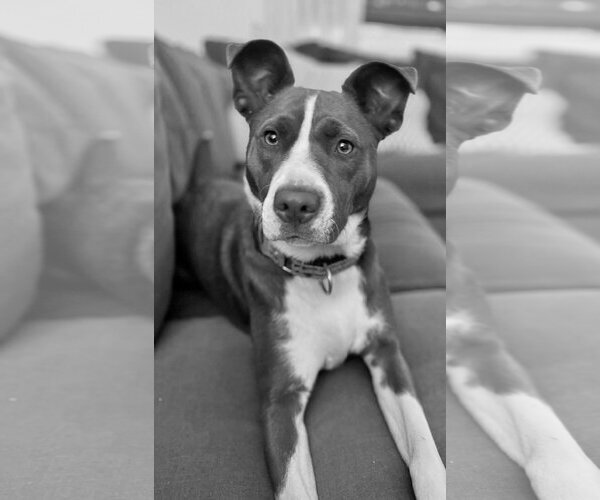 Medium Photo #3 Collie-Unknown Mix Puppy For Sale in Mount Laurel, NJ, USA