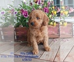 Puppy Milo Goldendoodle (Miniature)