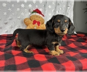 Dachshund Puppy for sale in FRANKLIN, IN, USA