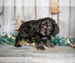Small Photo #10 Cocker Spaniel Puppy For Sale in BALTIC, OH, USA