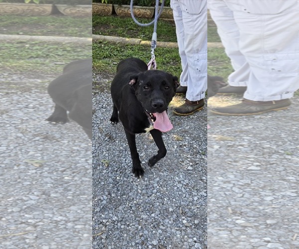 Medium Photo #4 Mutt Puppy For Sale in Rustburg, VA, USA