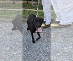 Small #3 Mutt