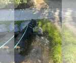 Small #4 Rottweiler