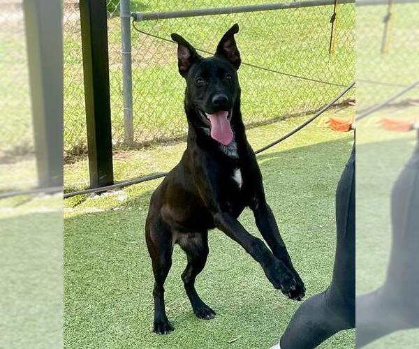 Medium Photo #2 American Pit Bull Terrier-German Shepherd Dog Mix Puppy For Sale in Pasadena, TX, USA