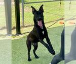 Small #1 American Pit Bull Terrier-German Shepherd Dog Mix