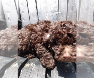 Poodle (Toy) Puppy for sale in SAVANNAH, GA, USA