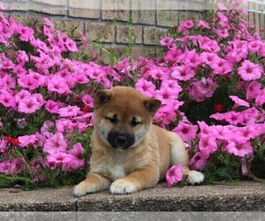 Shiba Inu Puppy for sale in FREDERICKSBURG, OH, USA