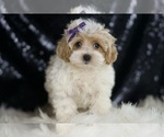 Small #1 Maltipoo