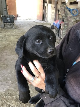 Medium Photo #1 Labrador Retriever Puppy For Sale in BANDERA, TX, USA