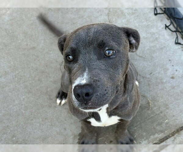 Medium Photo #3 Mutt Puppy For Sale in Tulsa, OK, USA