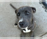 Small #2 Mutt
