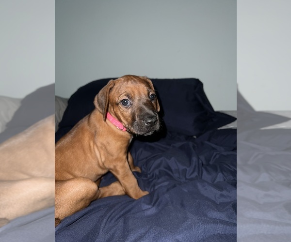 Medium Photo #9 Rhodesian Ridgeback Puppy For Sale in MURFREESBORO, TN, USA