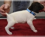Small Photo #3 German Shorthaired Pointer Puppy For Sale in PAULDING, OH, USA